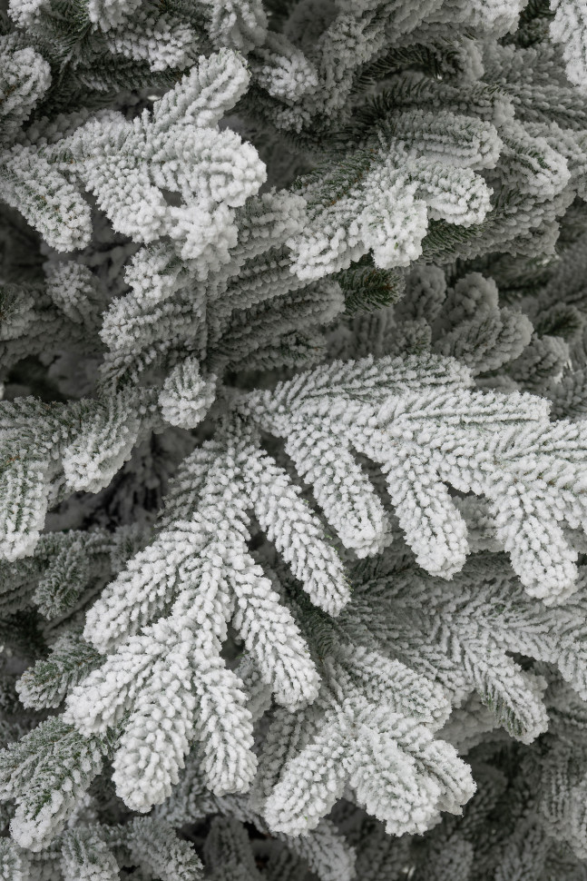 Искусственная ель Александрийская заснеженная 210 см., арт. 192210