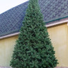 Искусственная сосна Афина Премиум 3.5 метра, арт. 59350