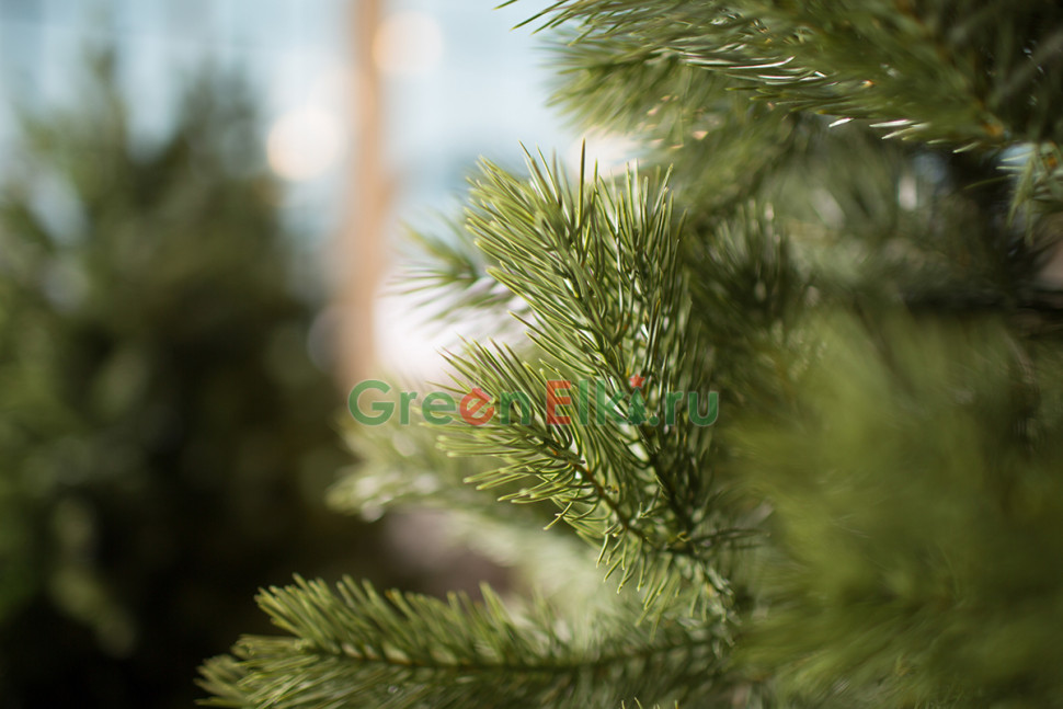 Искусственная ель Шервуд Люкс 180 см., 100% литые ветки. арт. 152-374