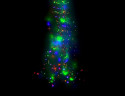 Электрогирлянда Звездный Ёлочный Дождик 16*2.4+5 м, 832 micro LED-огней, mix, Kaemingk, арт. 496153
