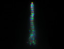 Электрогирлянда Звездный Ёлочный Дождик 16*2.4+5 м, 832 micro LED-огней, mix, Kaemingk, арт. 496153