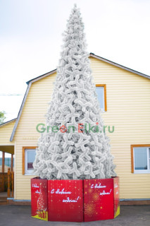 Сосна ствольная уличная Альпийская белая 18 м, хвоя - леска