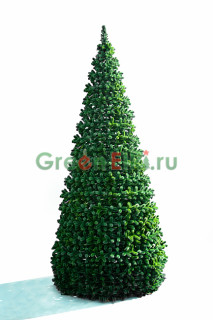 Сосна каркасная Уральская 17 м, хвоя - леска