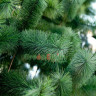 Сосна ствольная уличная Альпийская 5 м, хвоя - леска