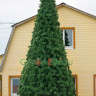 Сосна ствольная уличная Альпийская 6 м, хвоя - леска