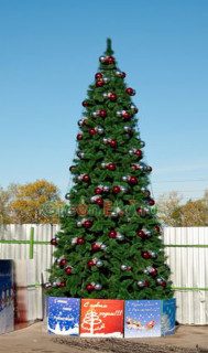 Сосна ствольная уличная Альпийская 6 м, хвоя - леска