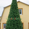 Сосна ствольная уличная Альпийская 7 м, хвоя - леска