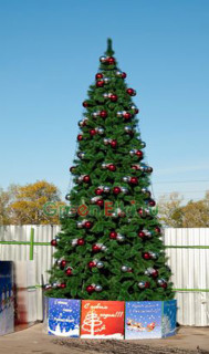 Сосна ствольная уличная Альпийская 7 м, хвоя - леска