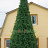 Сосна ствольная уличная Альпийская 10 м, хвоя - леска