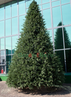 Ель интерьерная Финская премиум 3 м, ПВХ-пленка + резина 