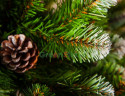 Искусственная ель Императрица заснеженная, с шишками Triumph Tree 1,55 м, арт. 73264