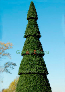 Сосна для улицы сегментная Сибирская 13.5 м.     