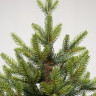 Искусственная елка Тибетская 240 см., 100% литые ветки, арт. 58240