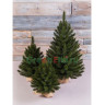 Искусственная ель Лесная красавица в мешочке Triumph Tree 60 см, арт. 73668