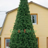 Сосна ствольная уличная Альпийская 3 м, хвоя - леска